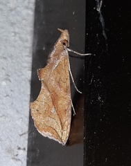 Plusiodonta effulgens