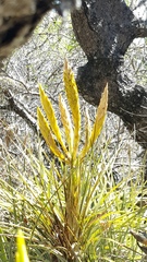 Tillandsia fasciculata