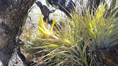 Tillandsia fasciculata