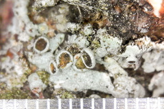 Lecanora circumborealis