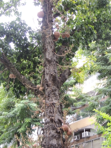 Cannonball Tree (Couroupita guianensis)