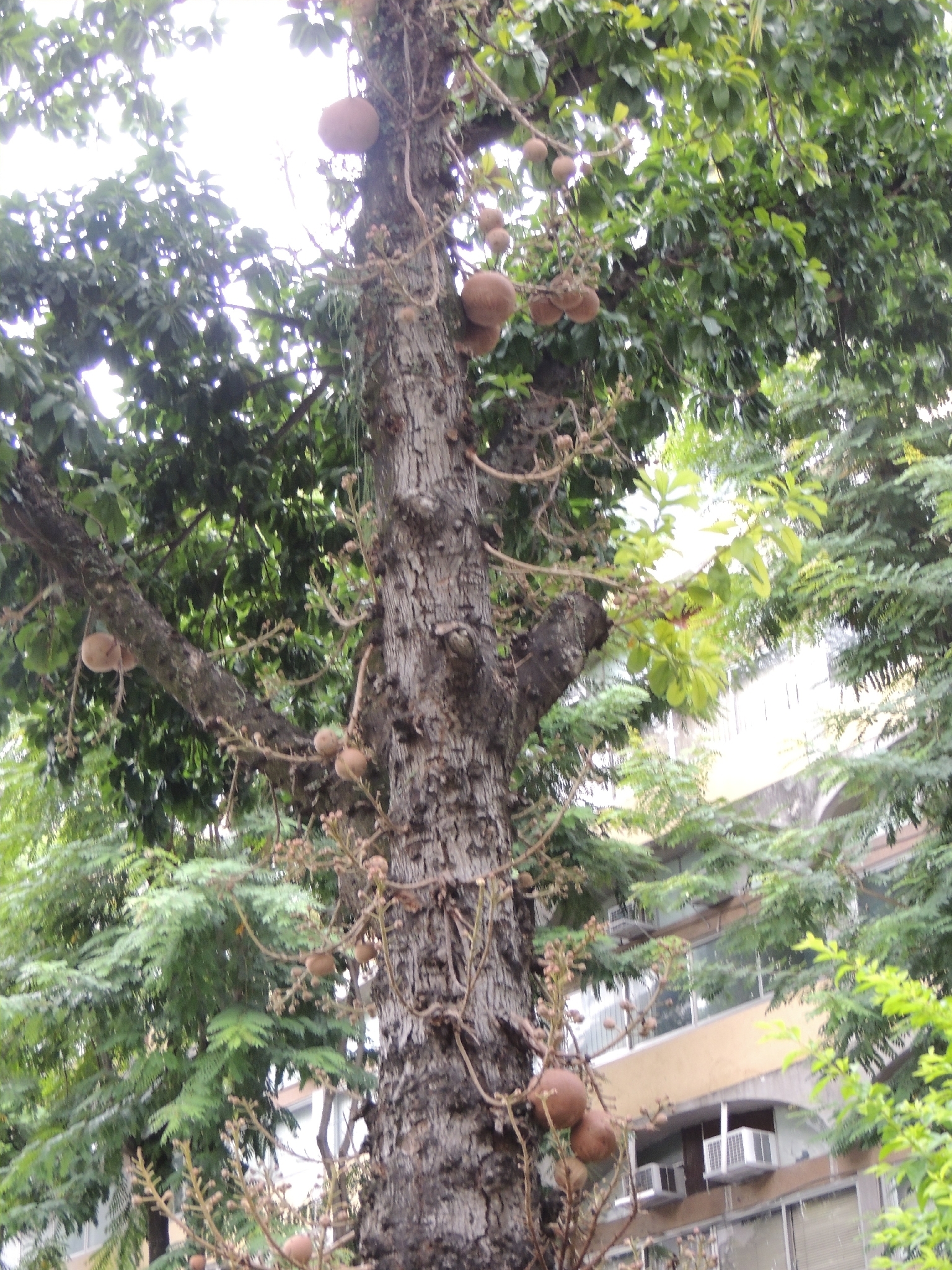 Cannonball Tree (Couroupita guianensis)