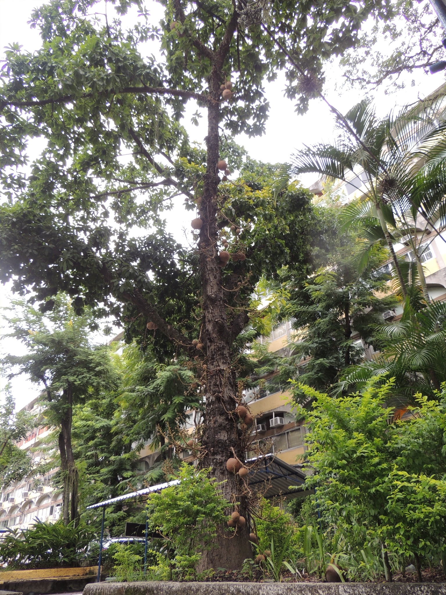 Imagem de Abricó-de-macaco
