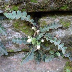 Asplenium ceterach