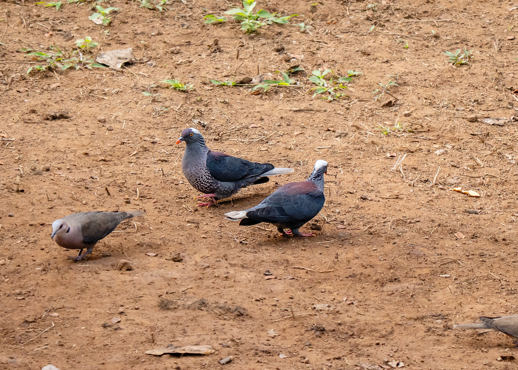 White-naped Pigeon (Columba albinucha), photo 1