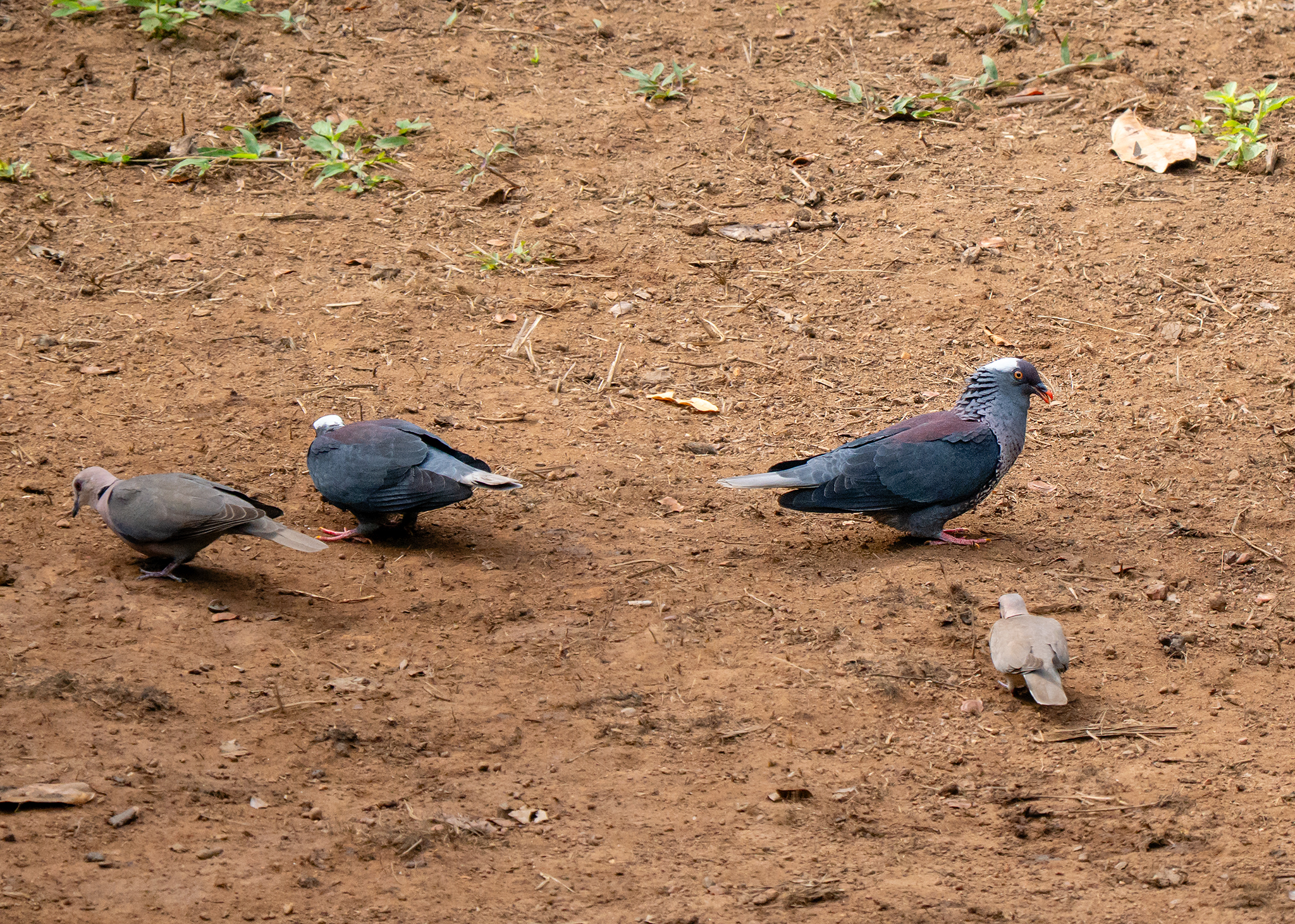 White-naped Pigeon (Columba albinucha), photo 2
