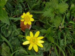 Ficaria verna