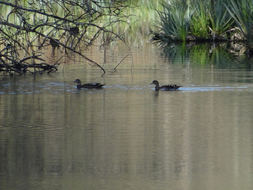 iNaturalist: (c) dupreezf, some rights reserved (CC BY-NC) iNaturalist image