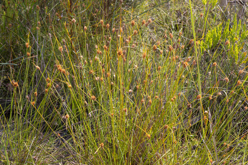 Schoenus turbinatus, 2026-04-03