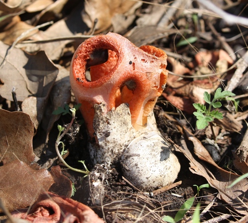 column stinkhorn