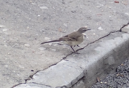 iNaturalist: (c) Darragh Woodford, some rights reserved (CC BY-NC), uploaded by Darragh Woodford iNaturalist image