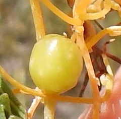 Smicronyx sculpticollis