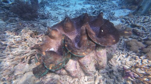 Tridacna gigas