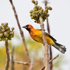 Streak-Backed Oriole photo 3