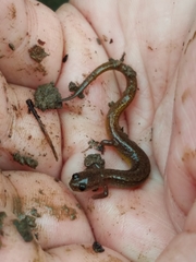 Eurycea multiplicata