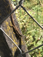 Liolaemus cyanogaster