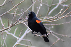 Agelaius phoeniceus californicus