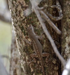 Anolis jubar oriens