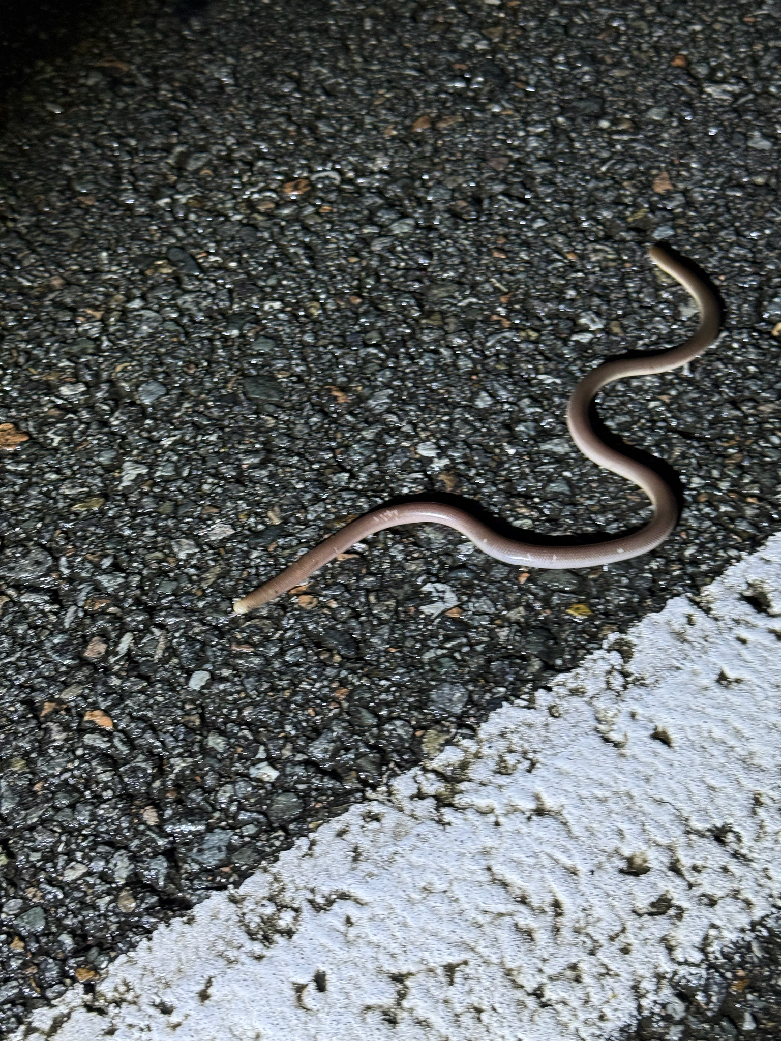 Claw-Snouted Blind Snake photo 4