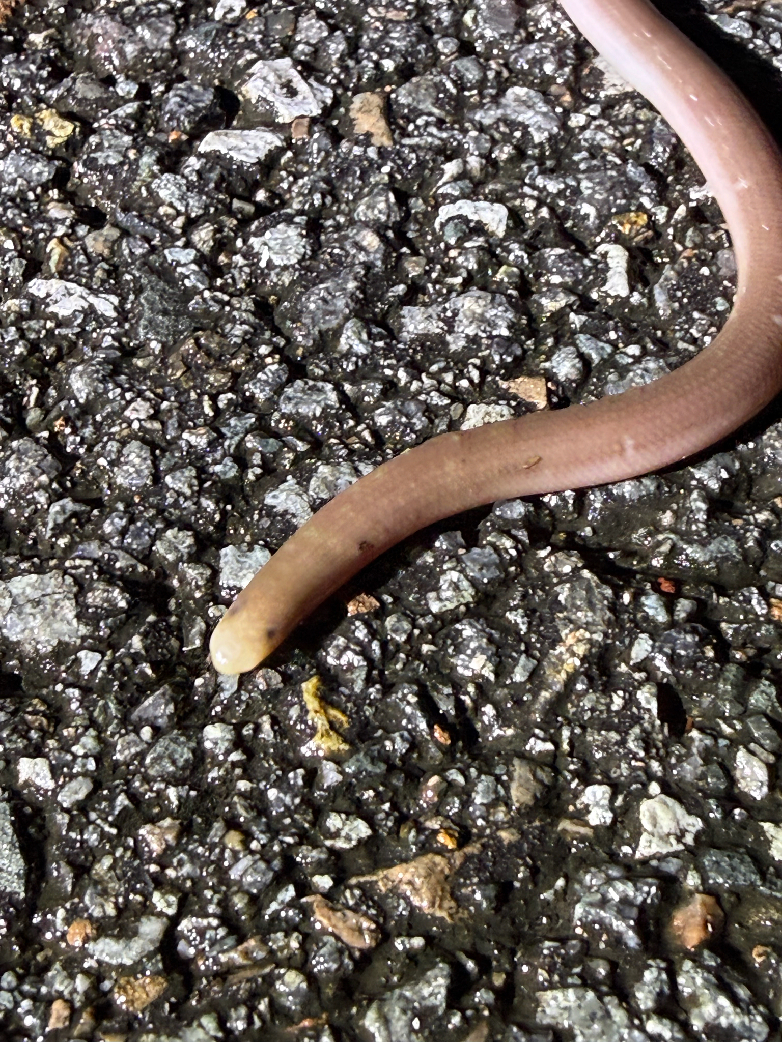 Claw-Snouted Blind Snake photo 3