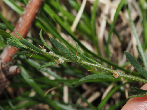 Wingless Fissure-plant (Maireana enchylaenoides)