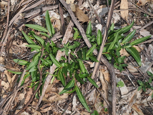 Winter Apple (Eremophila debilis)