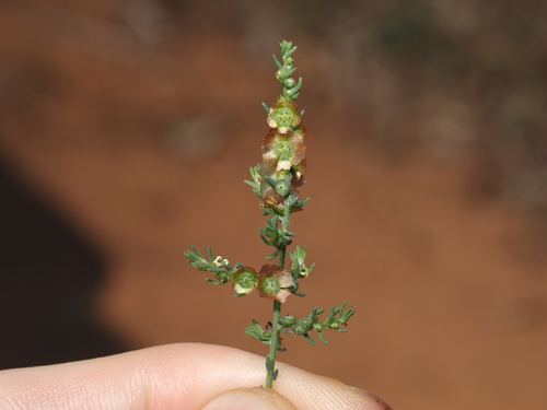 saltbush (Maireana microphylla)