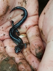 Plethodon ouachitae