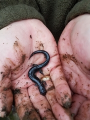 Plethodon ouachitae
