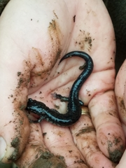Plethodon ouachitae