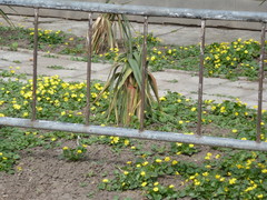 Ficaria verna