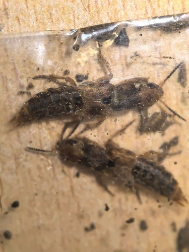 Platydracus pseudopaganus