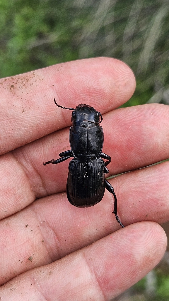 Teropha sturtii