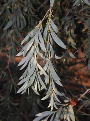 Acacia pendula, photograph (c) Thomas Mesaglio, some rights reserved (CC BY)