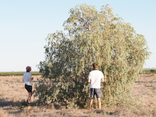 Weeping Myall (Acacia pendula)