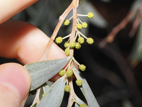 Acacia pendula, photograph 4
