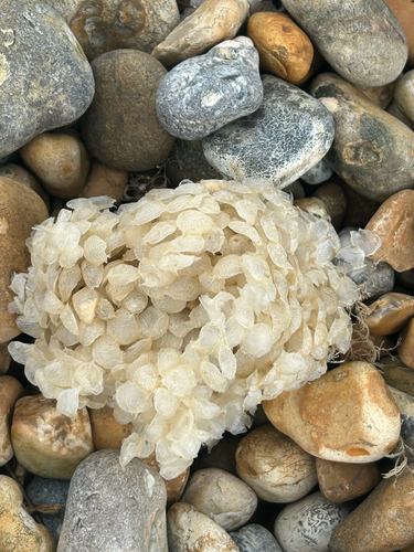 Buccinum undatum