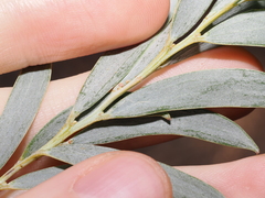 Acacia pendula, photograph (c) Thomas Mesaglio, some rights reserved (CC BY)
