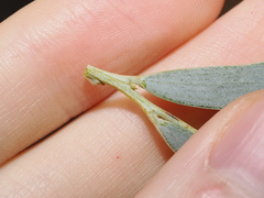 Acacia pendula, photograph (c) Thomas Mesaglio, some rights reserved (CC BY)