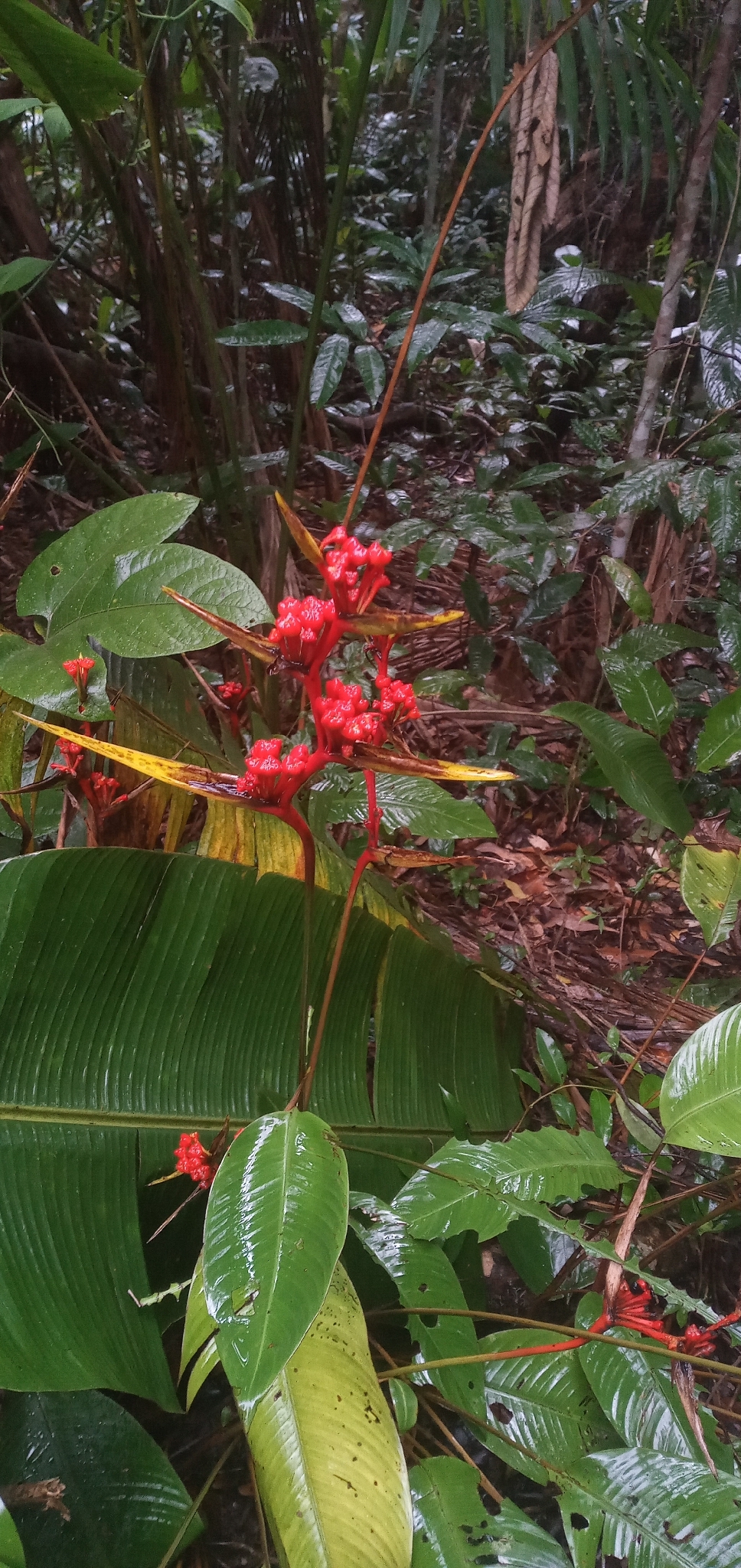 Heliconia richardiana