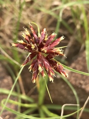 Cyperus usitatus