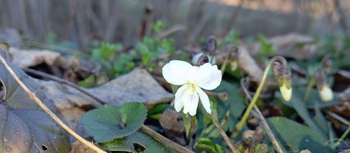 White Violet (Viola alba)
