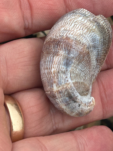 Crepidula fornicata