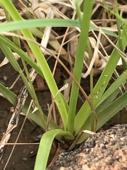 Cyperus usitatus