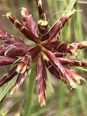 Cyperus usitatus