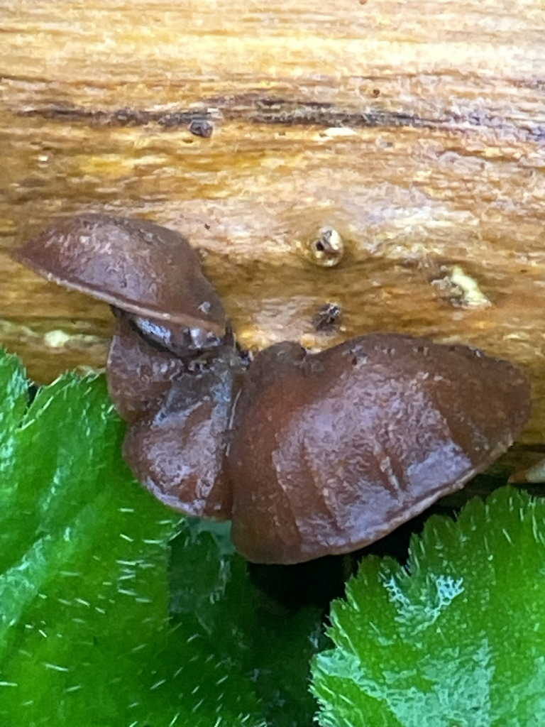 Auricularia auricula-judae · April 2026 · photo: © ginobrignoli (iNaturalist, cc0)