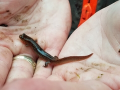 Desmognathus brimleyorum