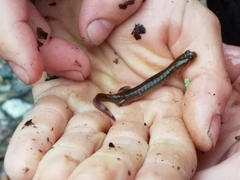 Desmognathus brimleyorum