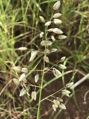 Eragrostis obtusa