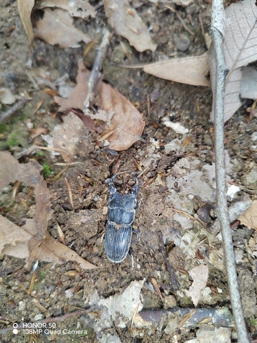 Aegus laevicollis
